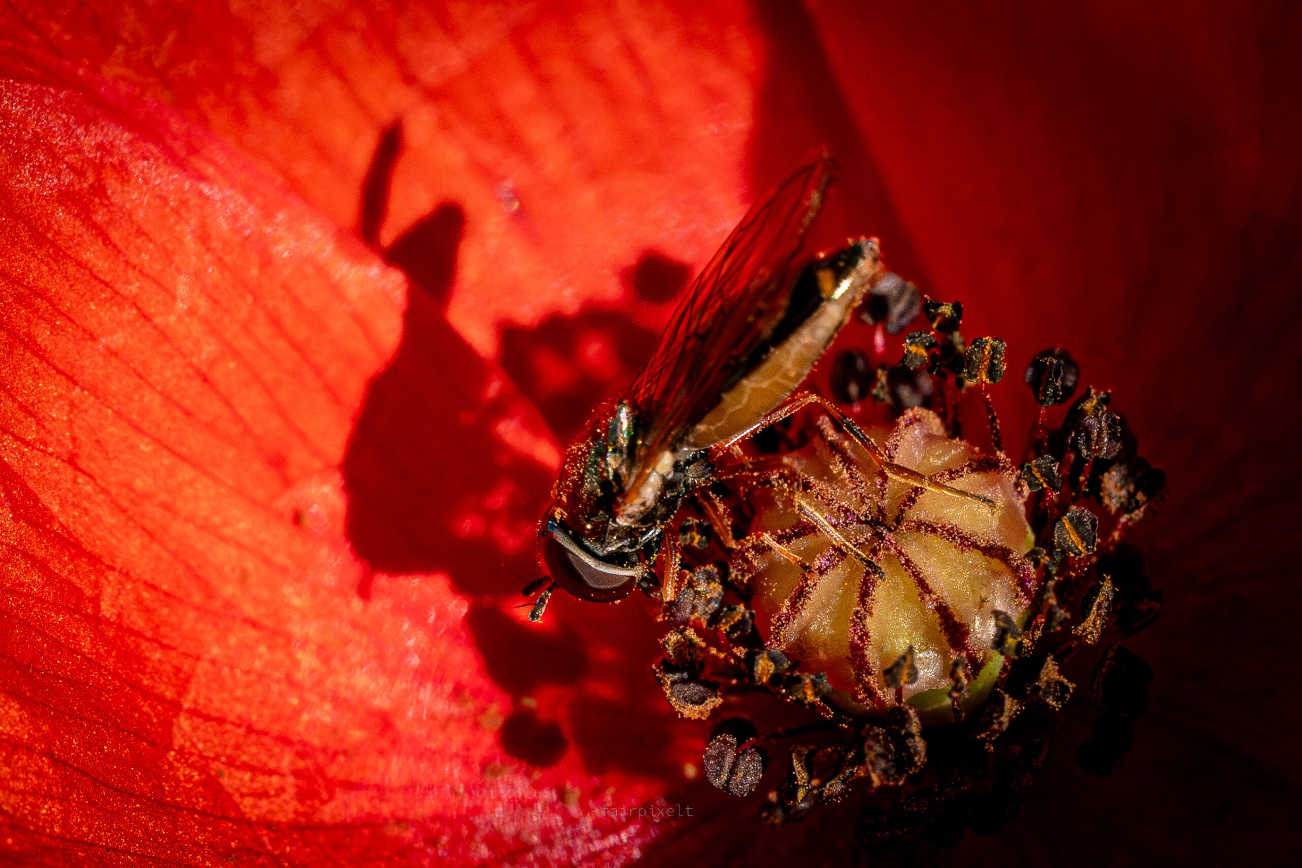 Schattenspiel in Mohnblüte